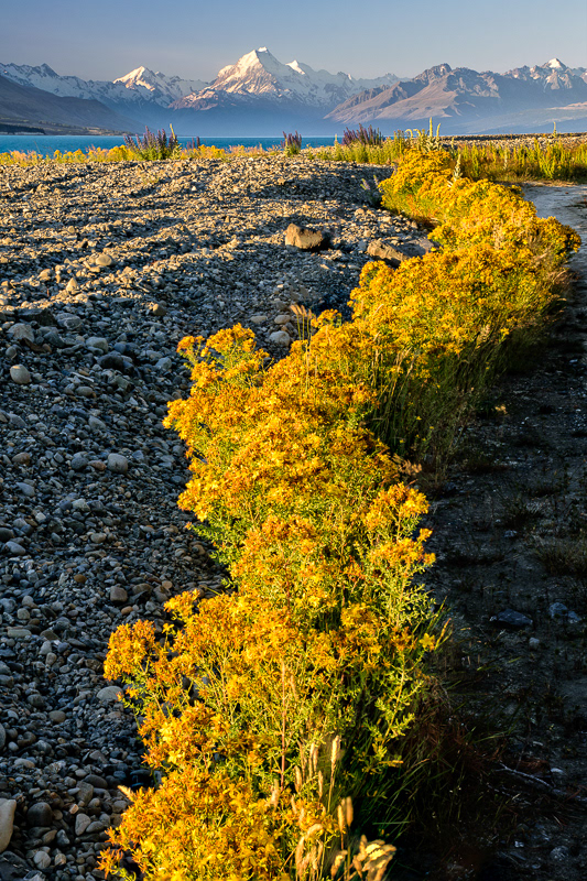 Light on Aoraki - South Canterbury