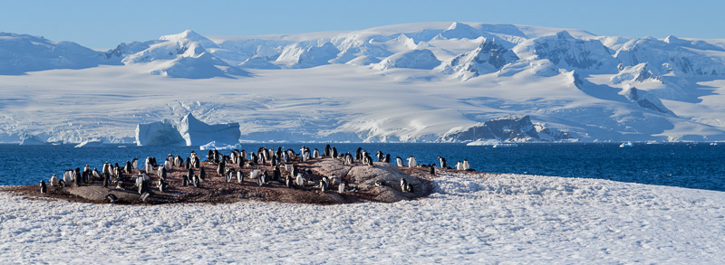 Gentoo Penguins and icebergs - Aitcho - South Shetland Islands