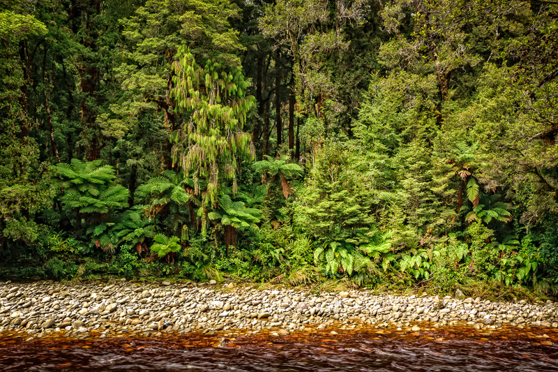 Native bush, Oparara River, Kahurangi National Park - West Coast
