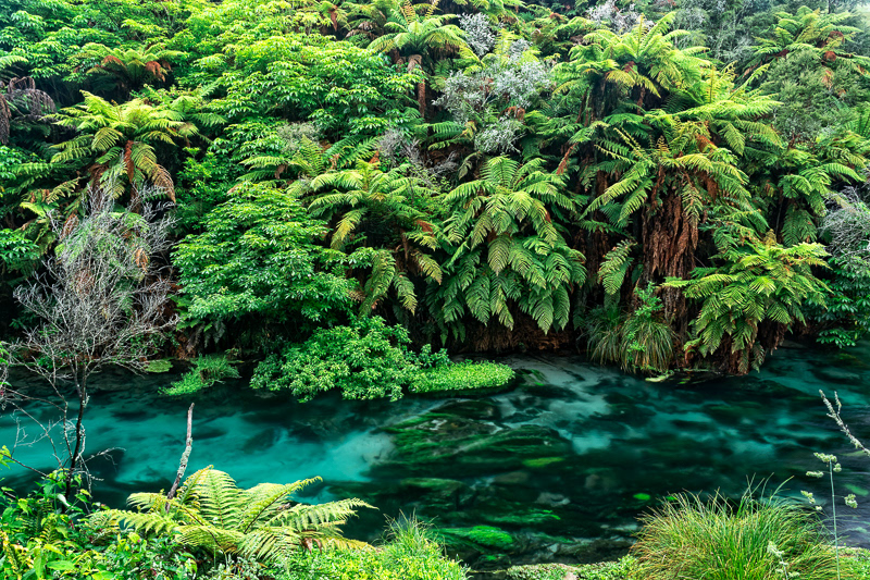Te Waihou Walkway 4, Putaruru - Waikato