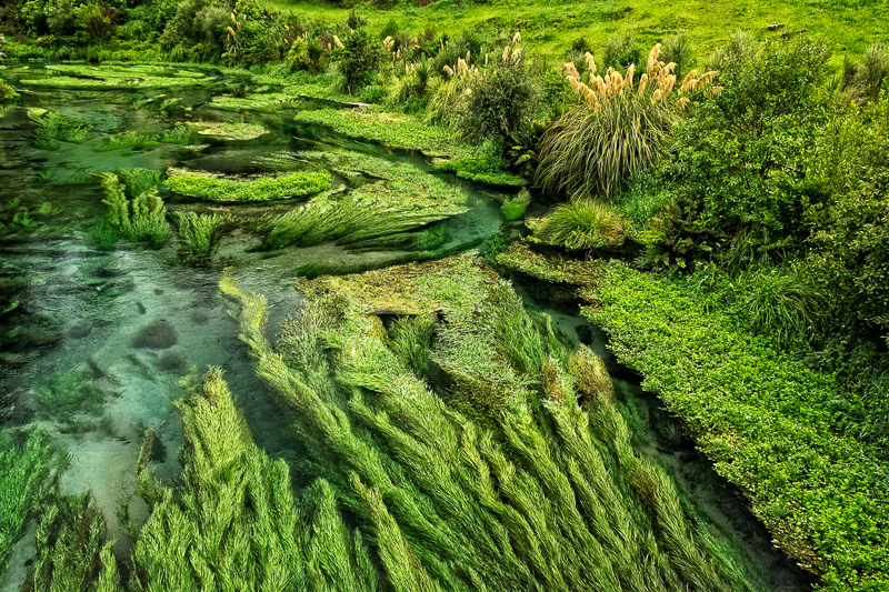 Te Waihou Walkway 1, Putaruru - Waikato