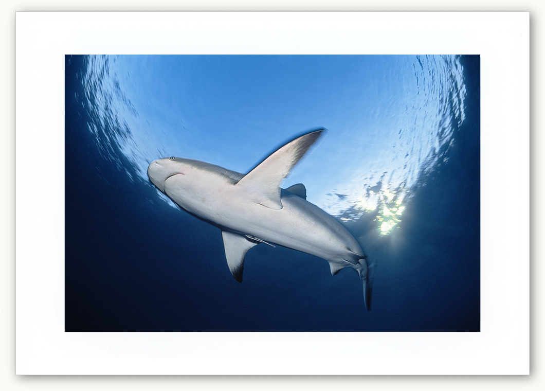 Steve Hanson Diver Seven Seas Photos Shark and Sunset