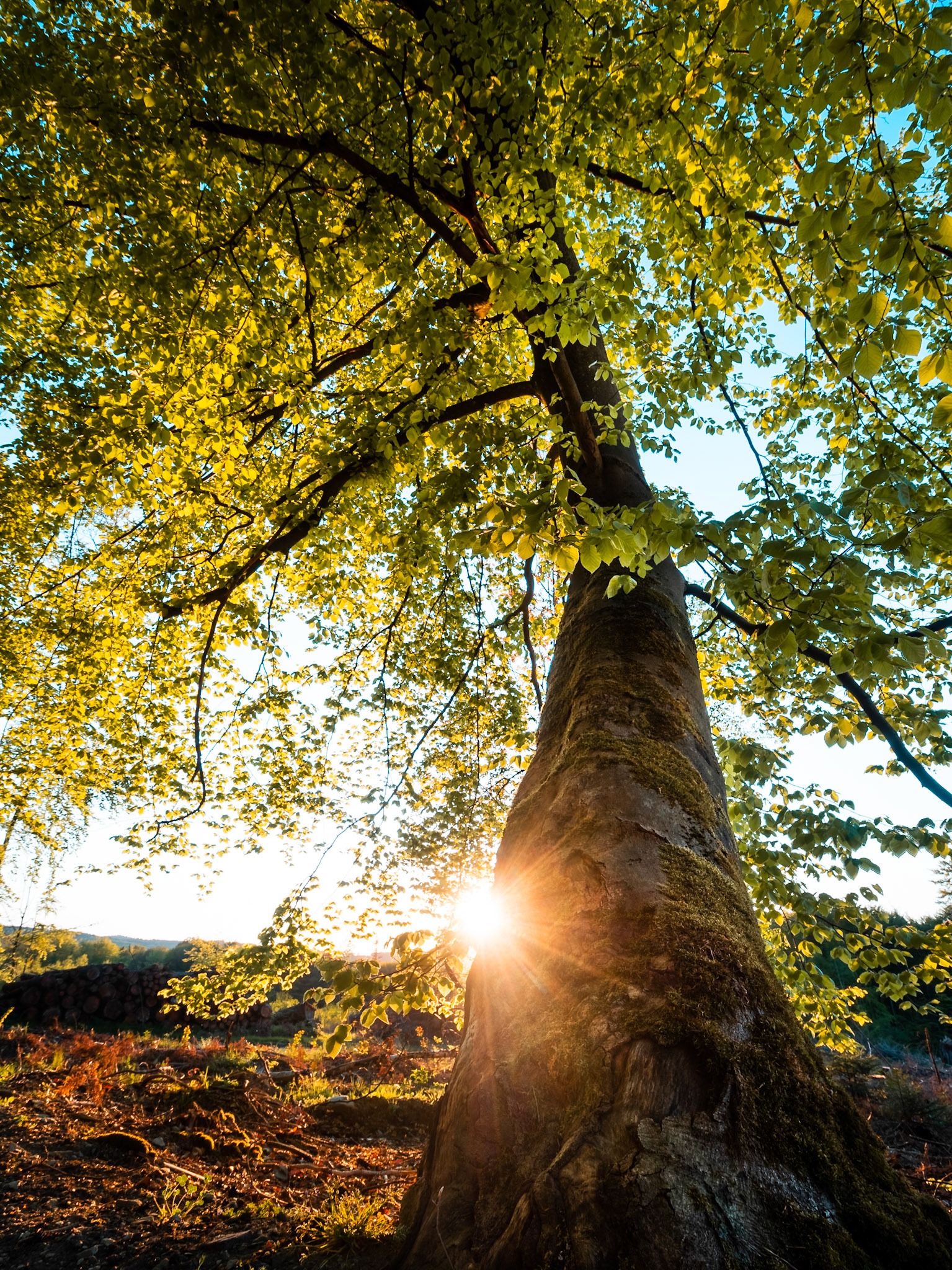 Taunus