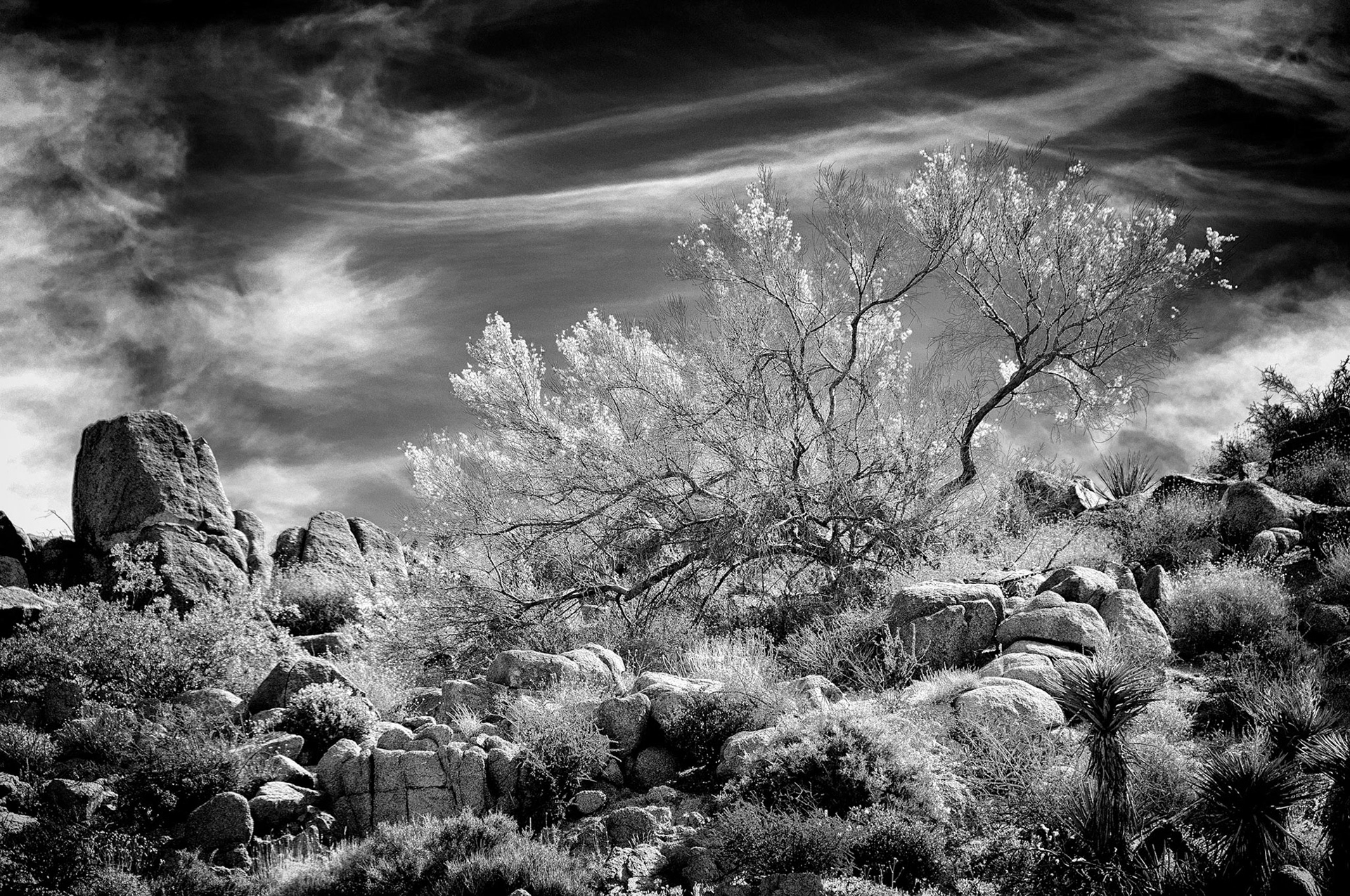 Desert Abundance - Joshua Tree NP