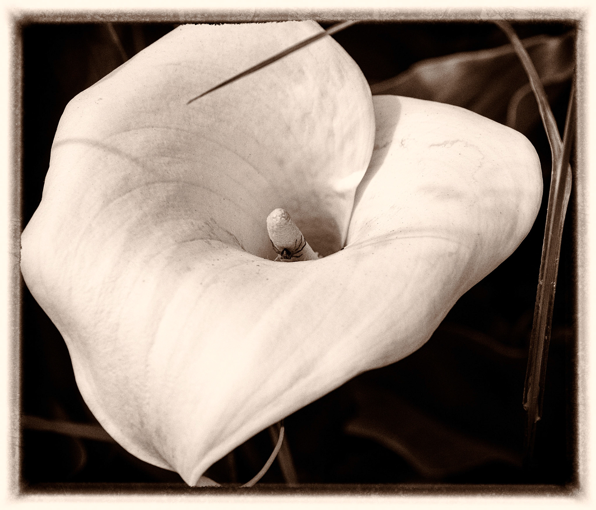 White Lily and Spider