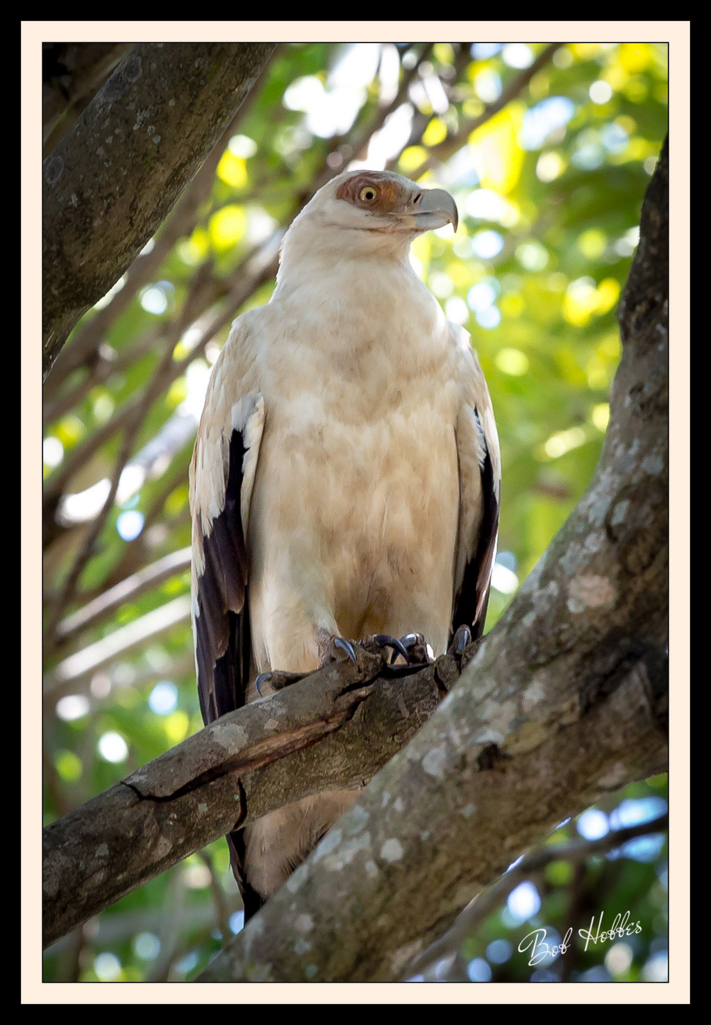Palmnut Vulture