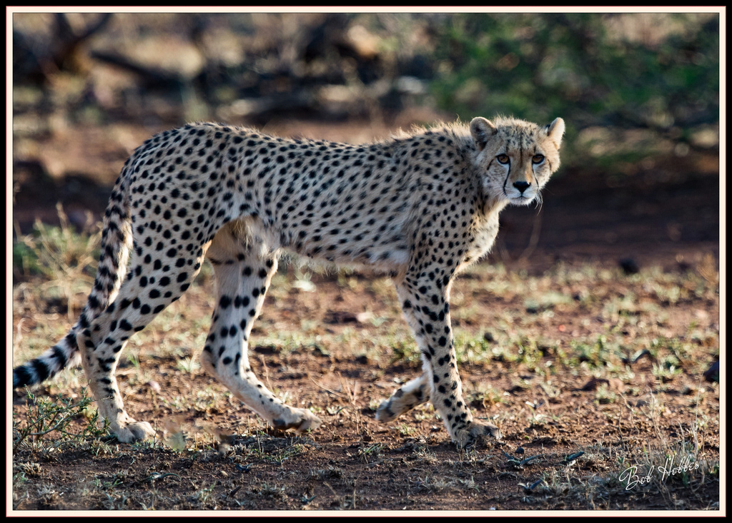 Wildlife - Cheetah