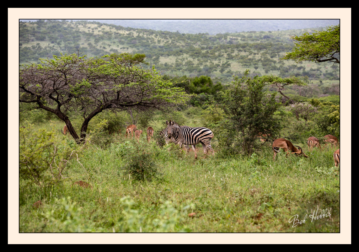uMkhuze Game Reserve