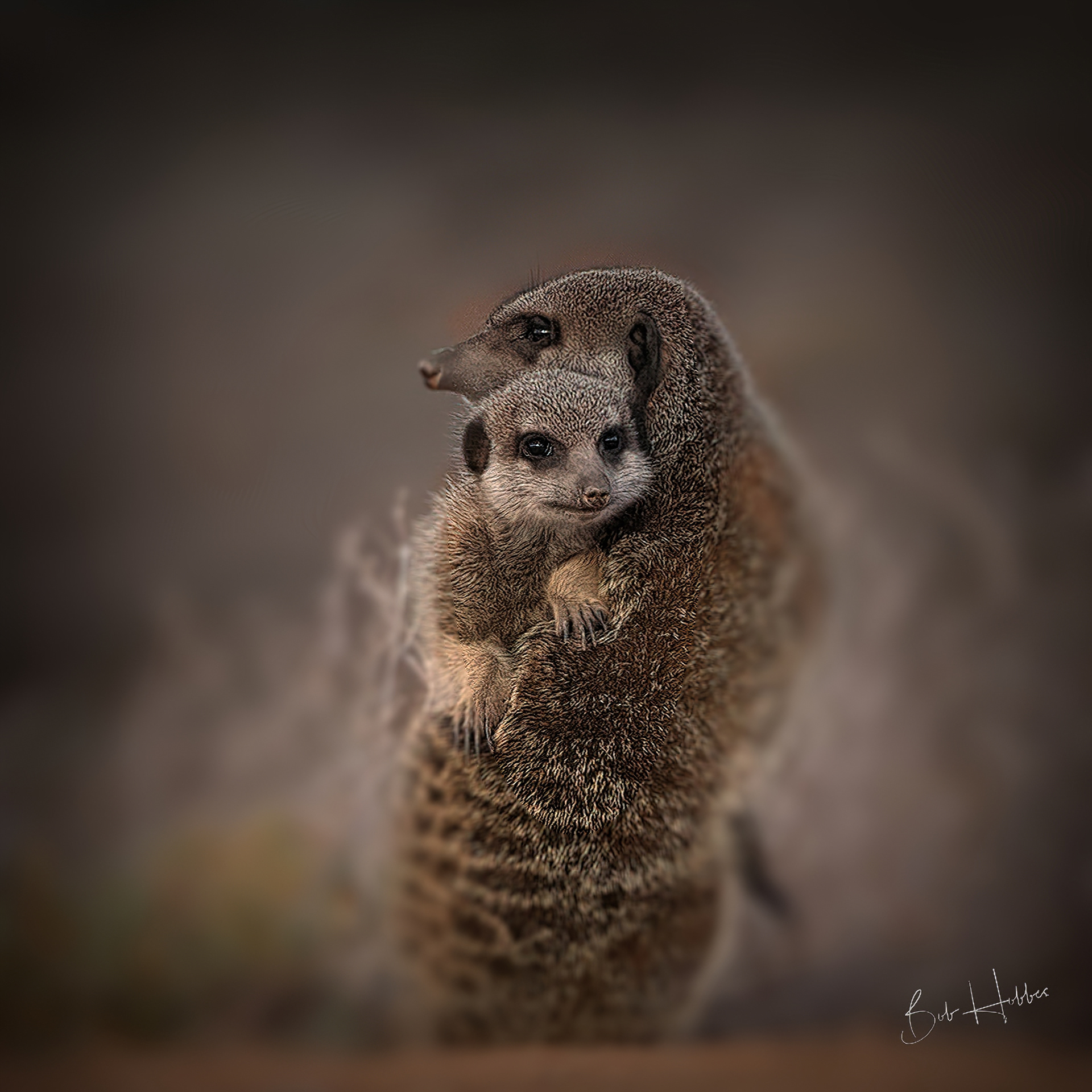 The Meerkat experience (Suricate)