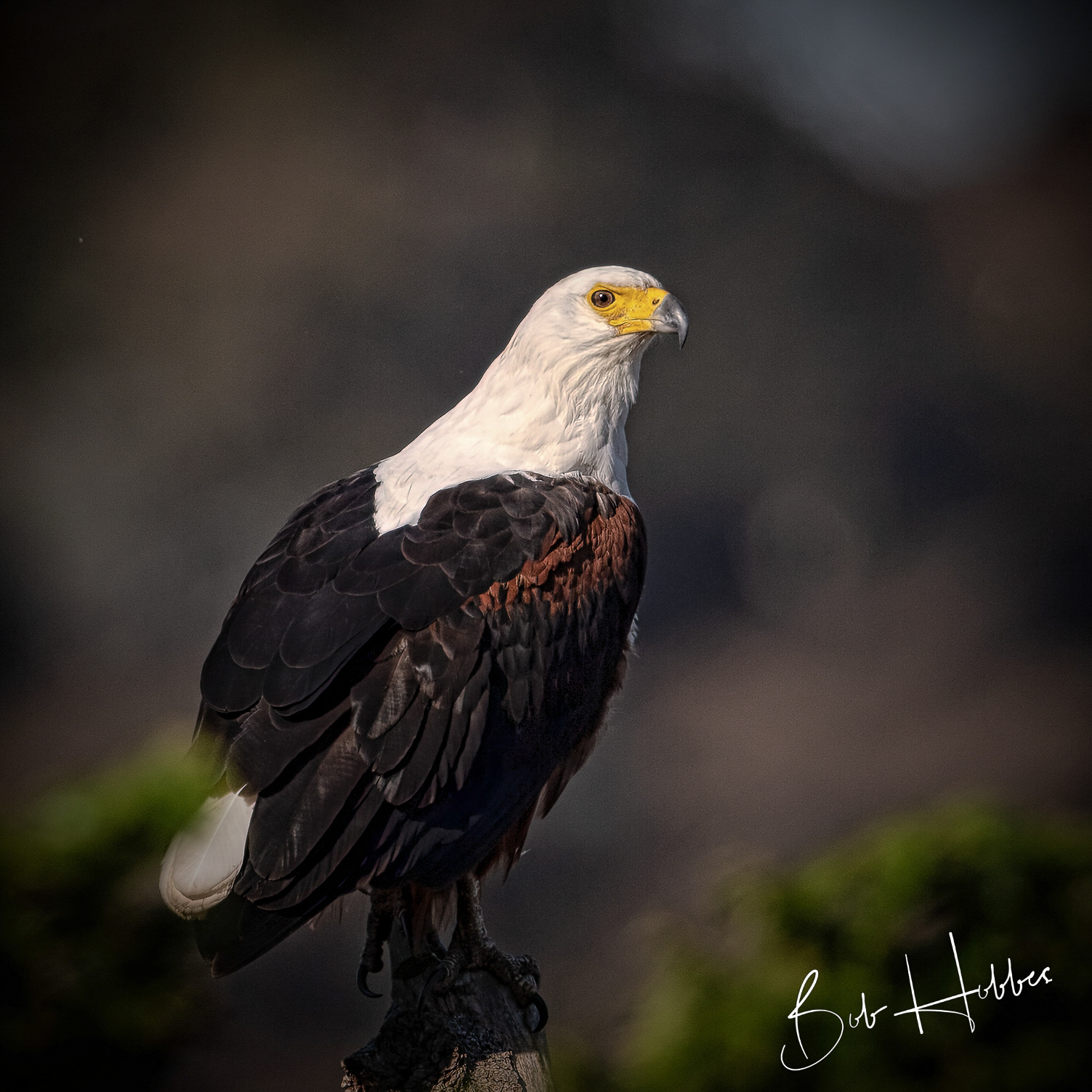 The African Fish Eagle is a common bird of South Africa.