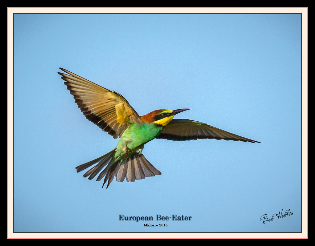 European Bee-eater