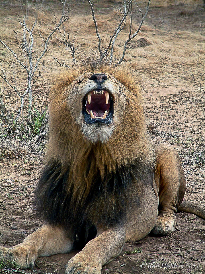African Lion, South Africa.