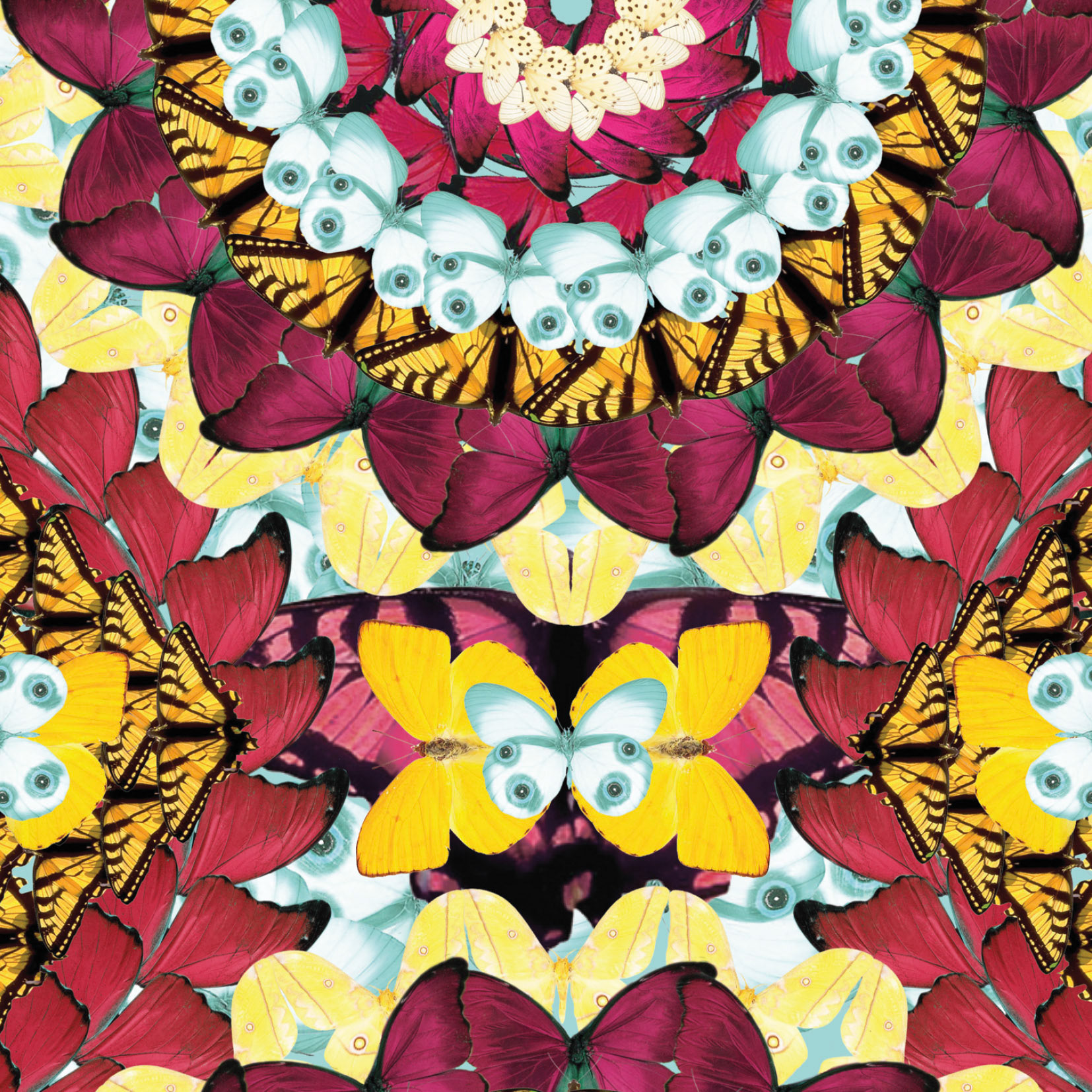 Butterfly 2