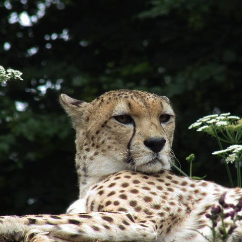 Cheetah