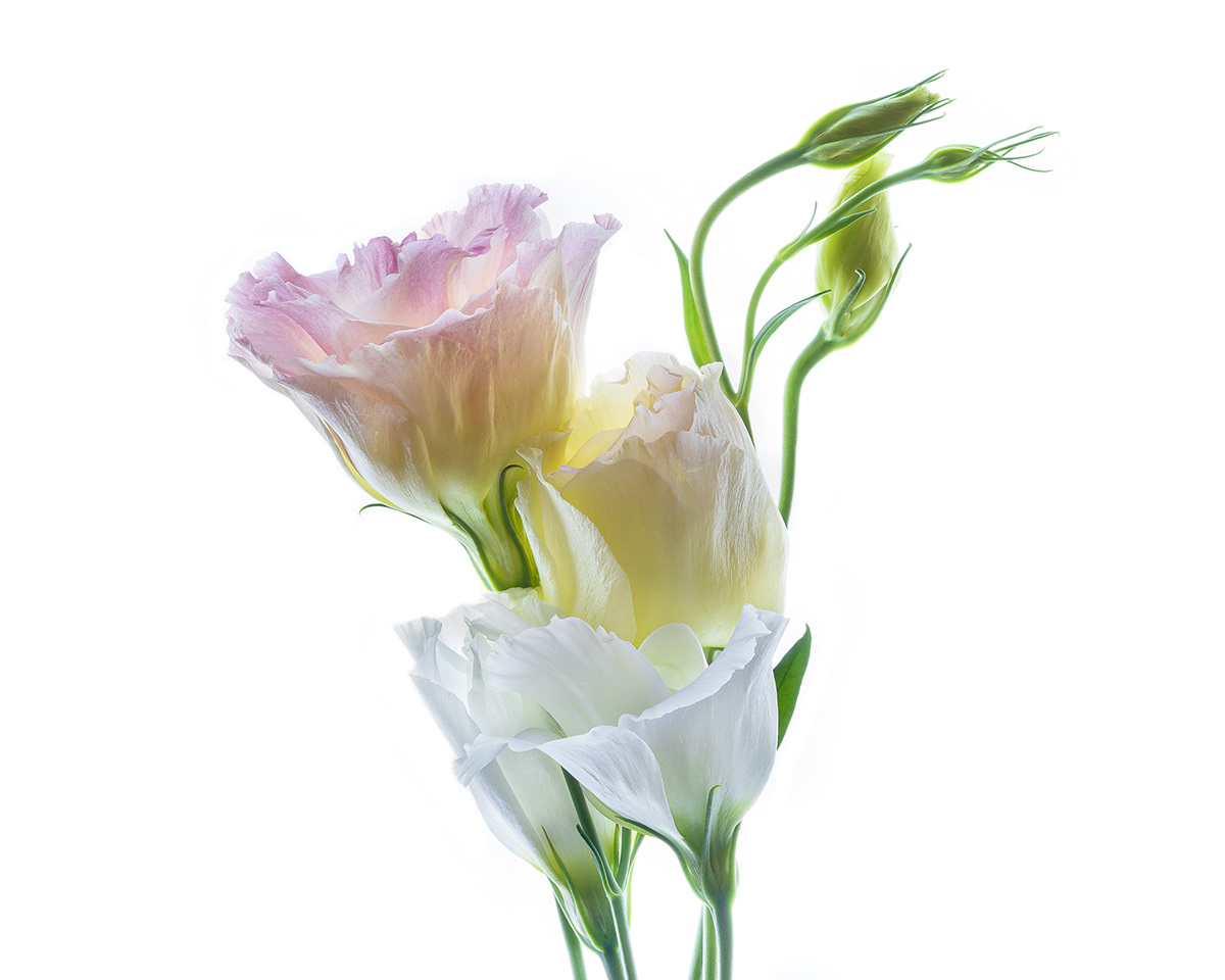  Flowers  In Isolation Flowers  on White