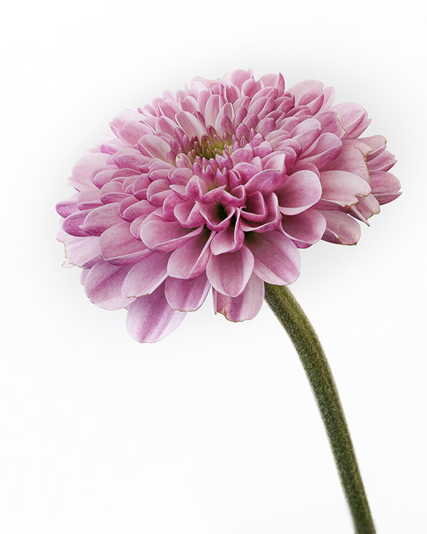  Flowers  In Isolation Flowers  on White