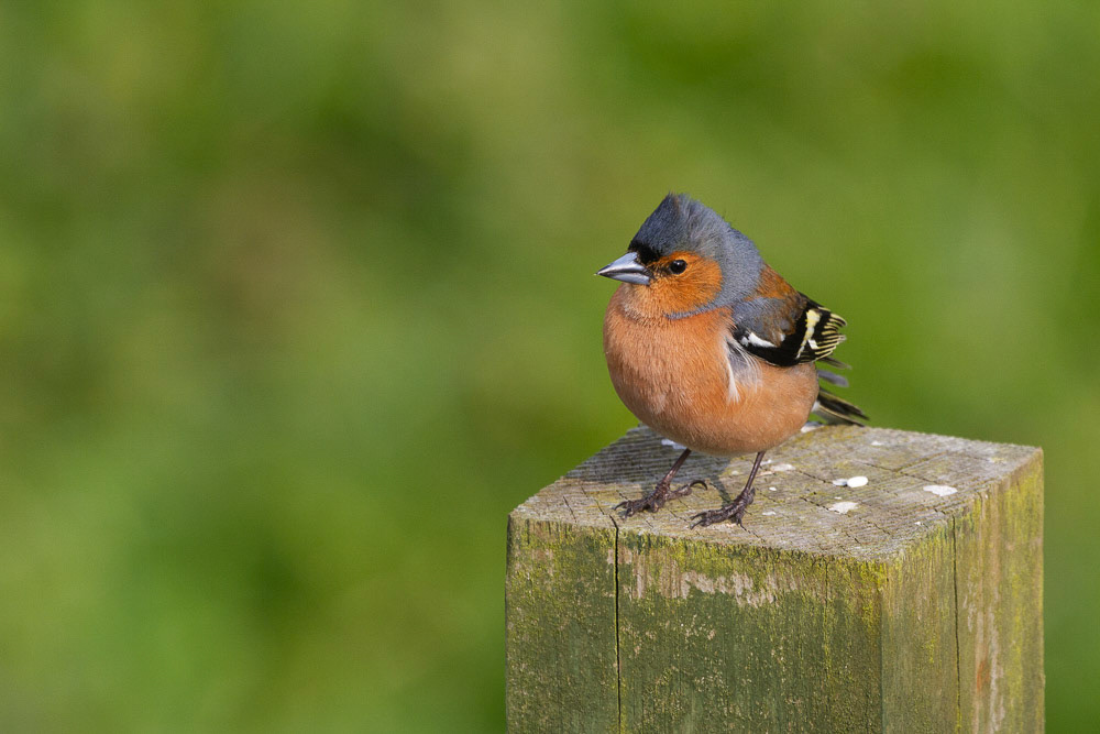 Chaffinch