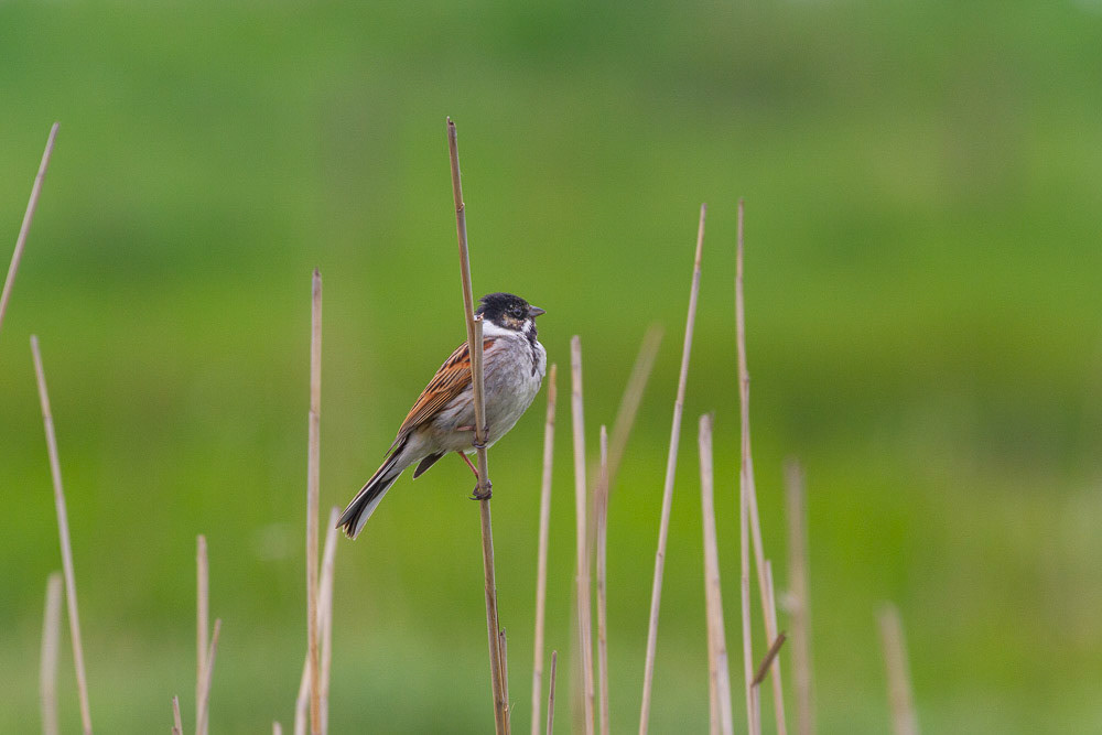 Reed Bunting
