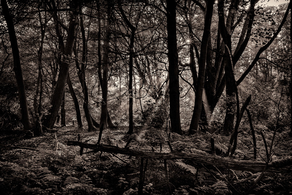 Decoy Wood, Friskney