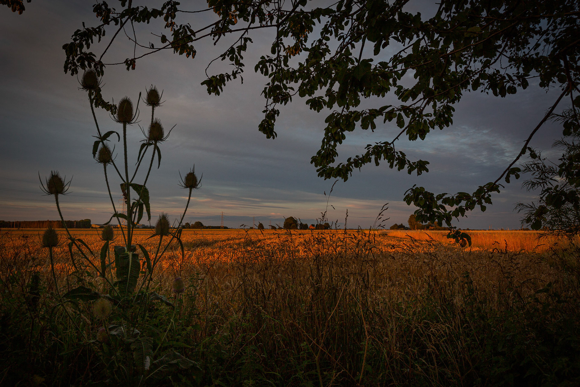 East Fen Field