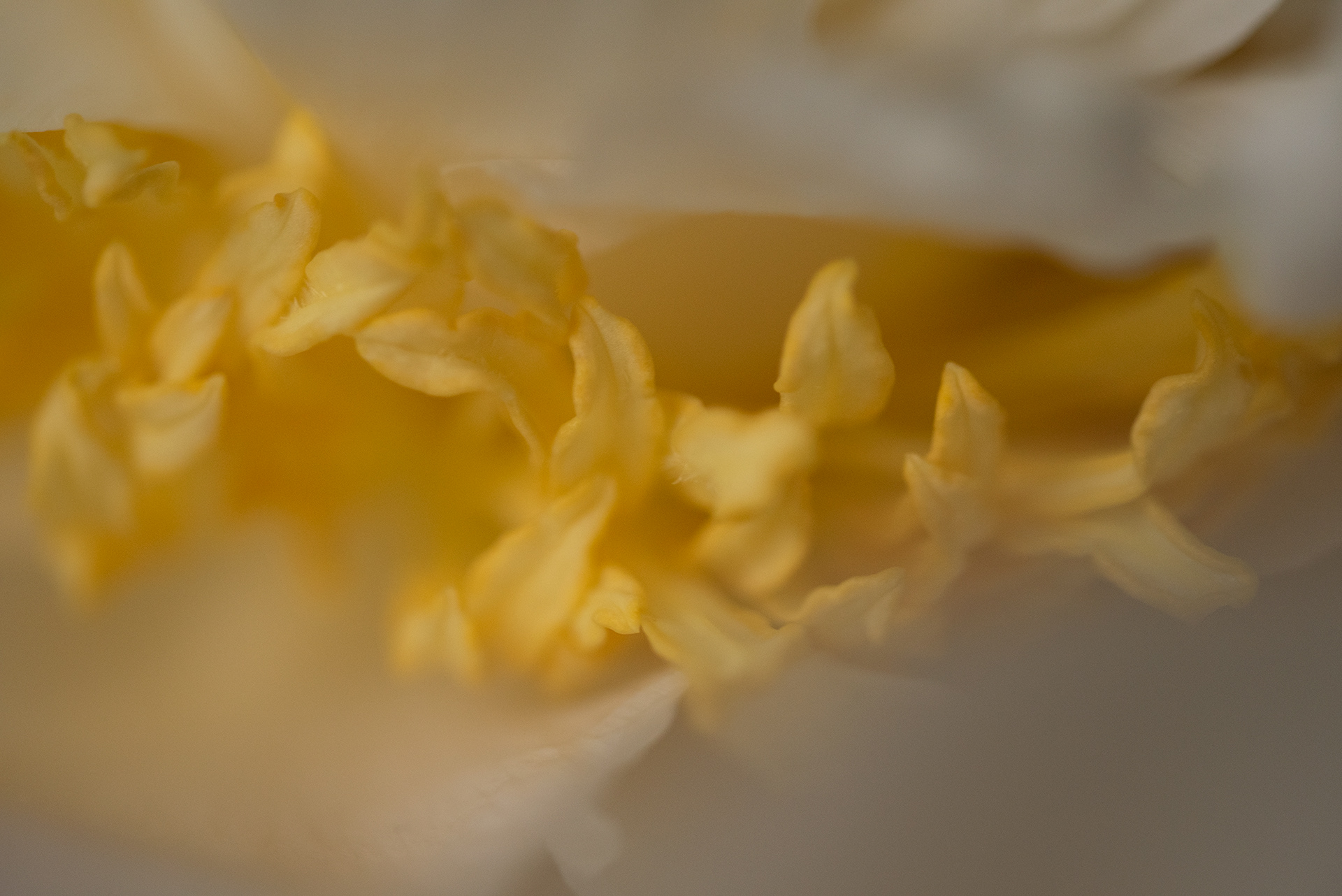Macro peonies
