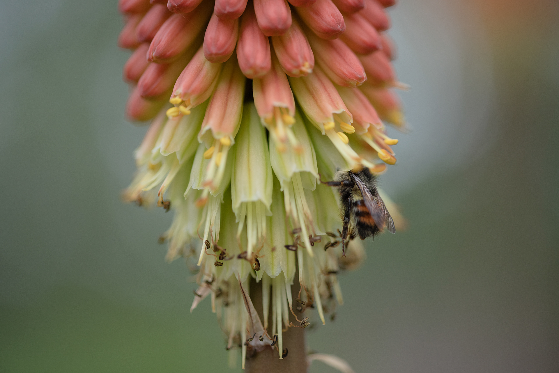 Macro