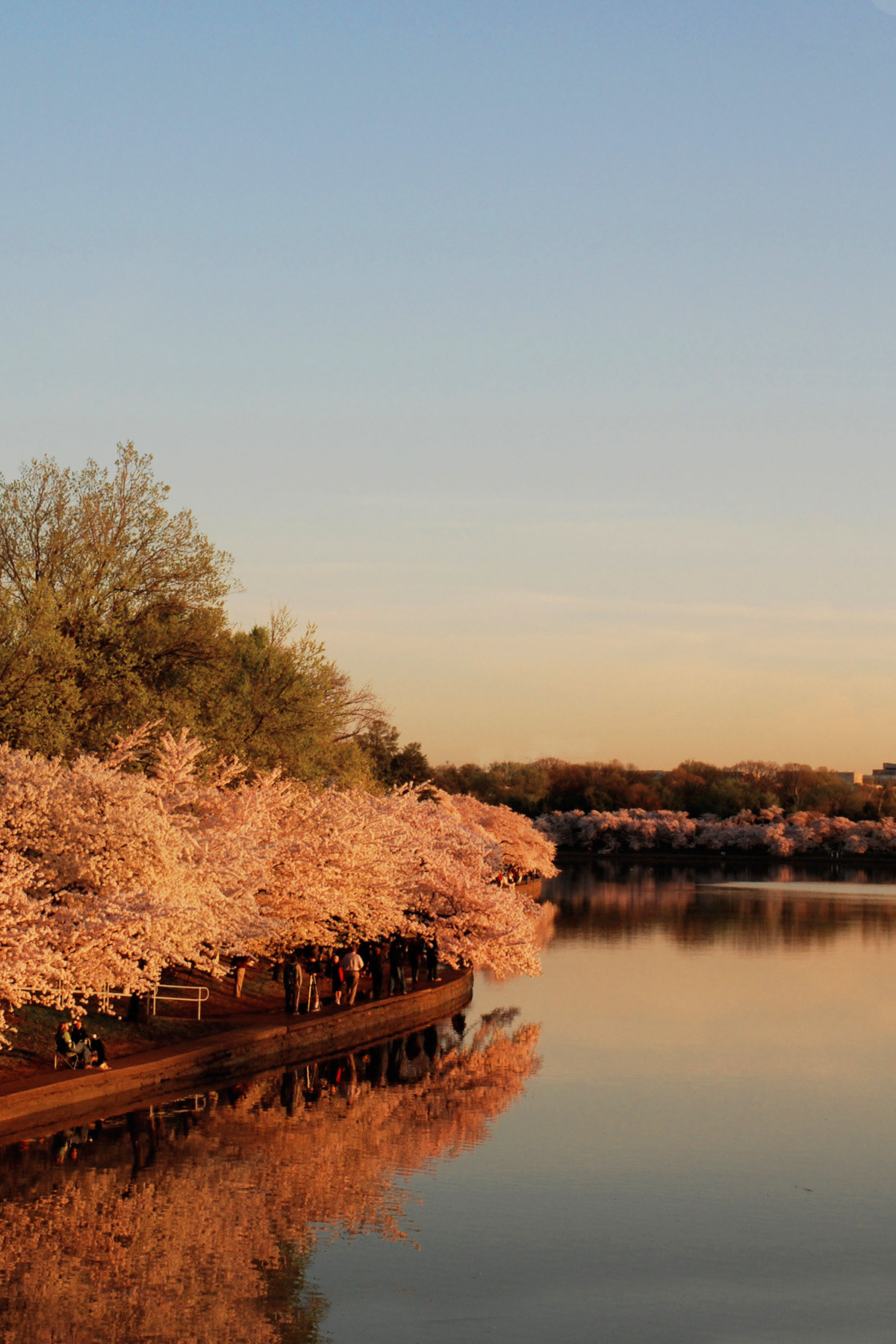 sunrise at the tidal basin during peak bloom is something everyone should do at least once - it's incredible!