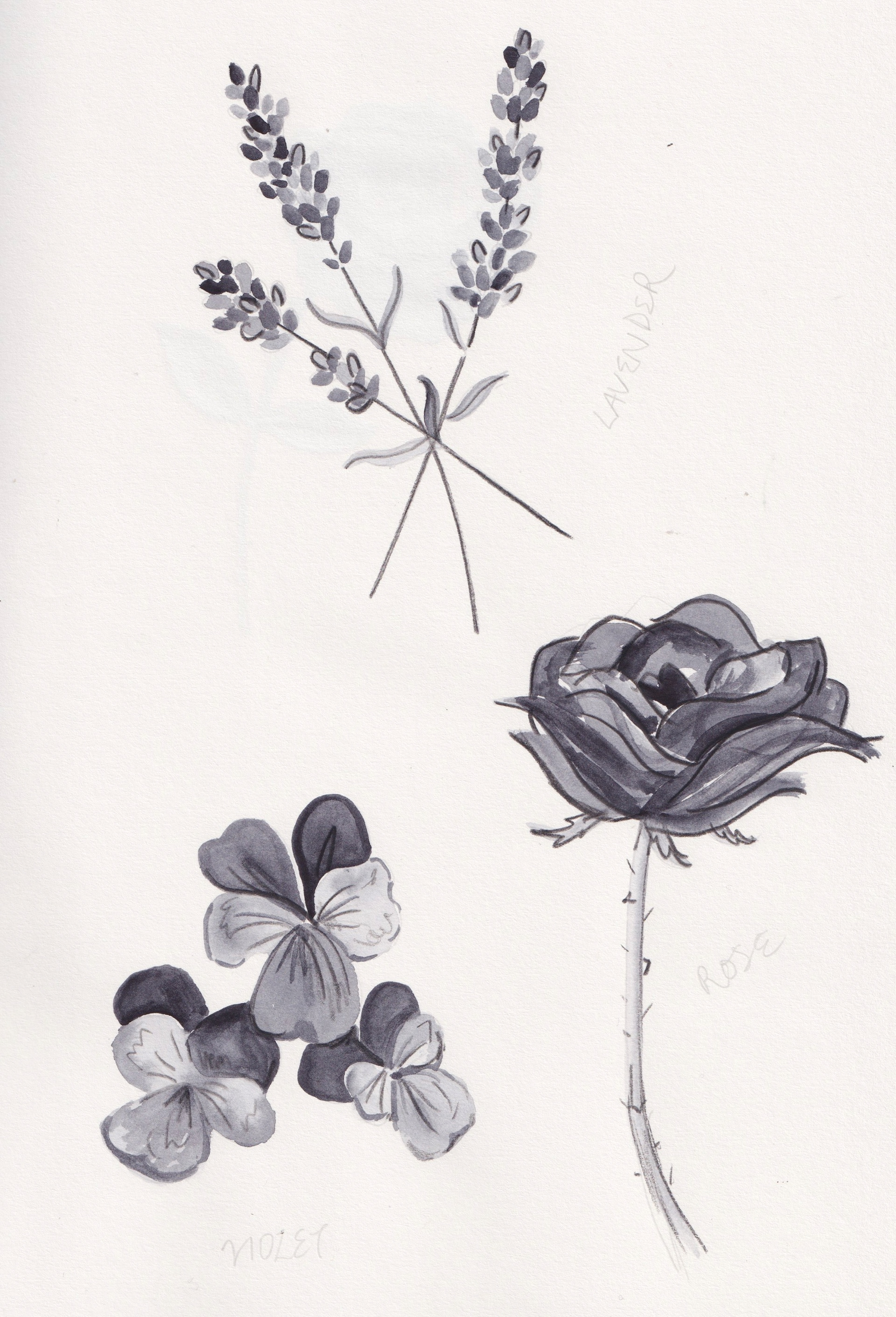 Lavender, violet and rose (sketch)