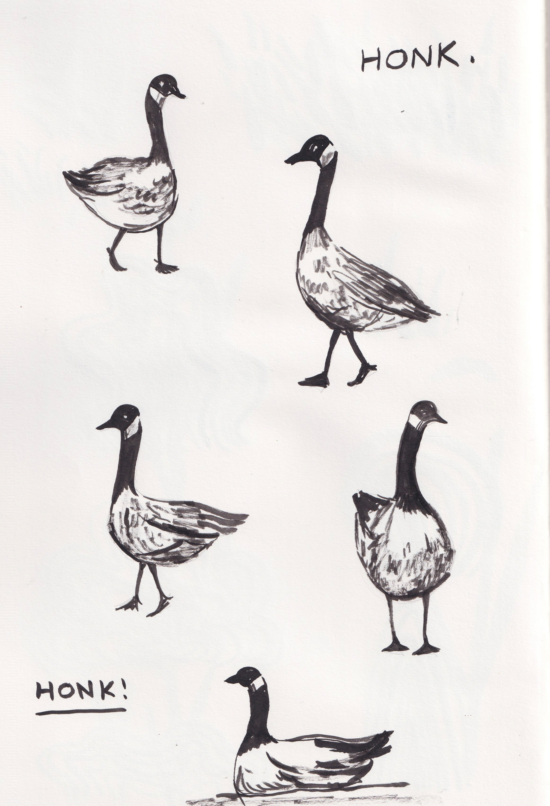 Sketchbook: geese