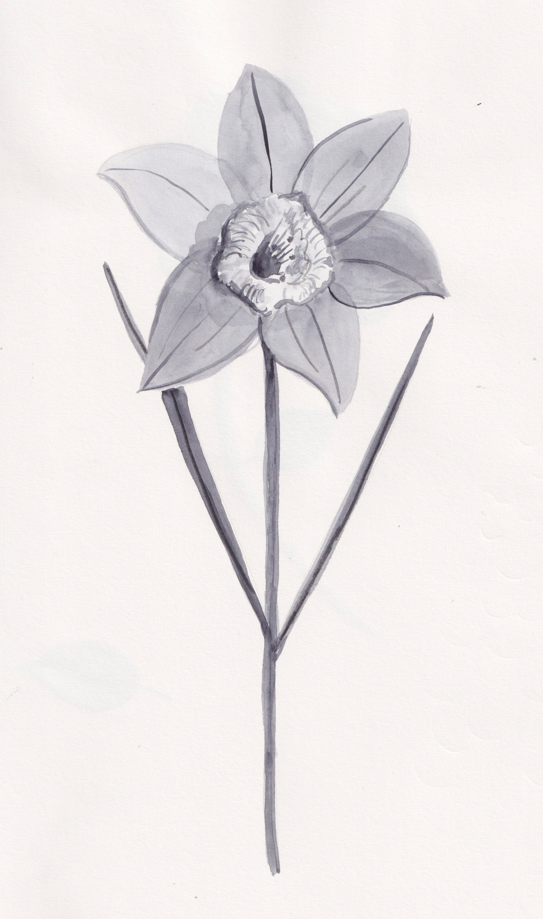 Daffodil