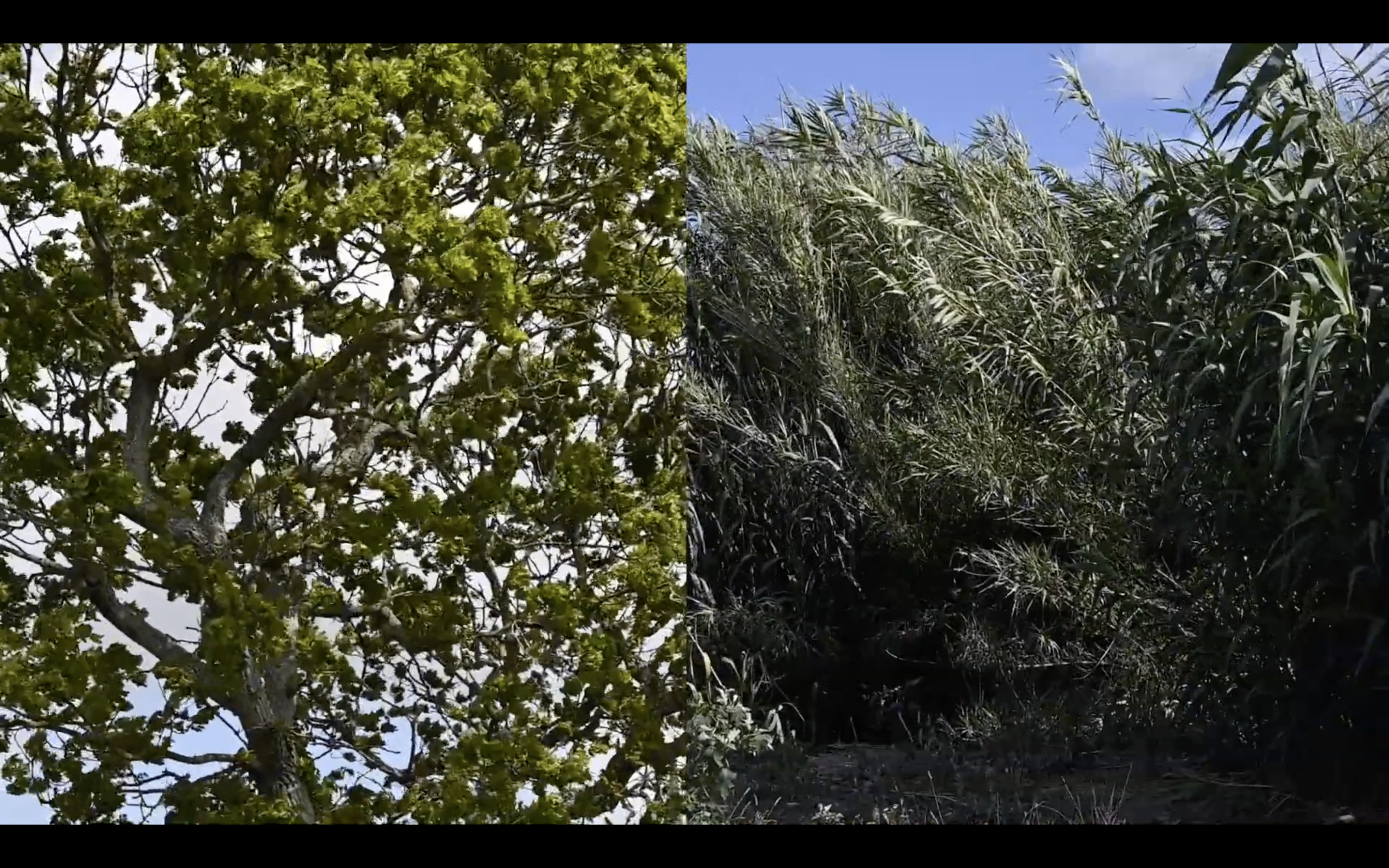 Tanaquil Dirand, Capture d'écran Le regard d’eau, 2020, projection vidéo et sonore, 2min50.