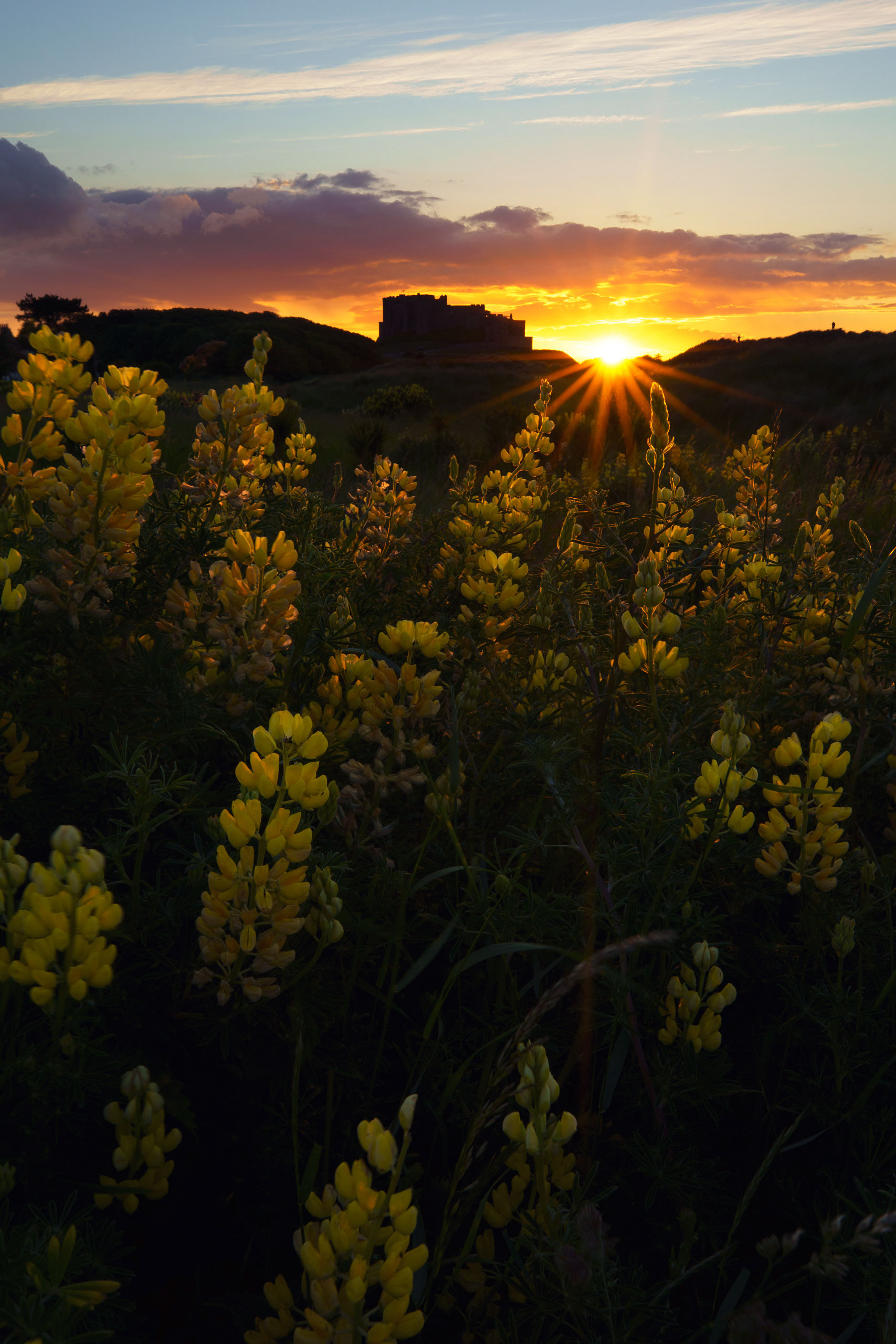 Wild flowers at Bamburgh Castle