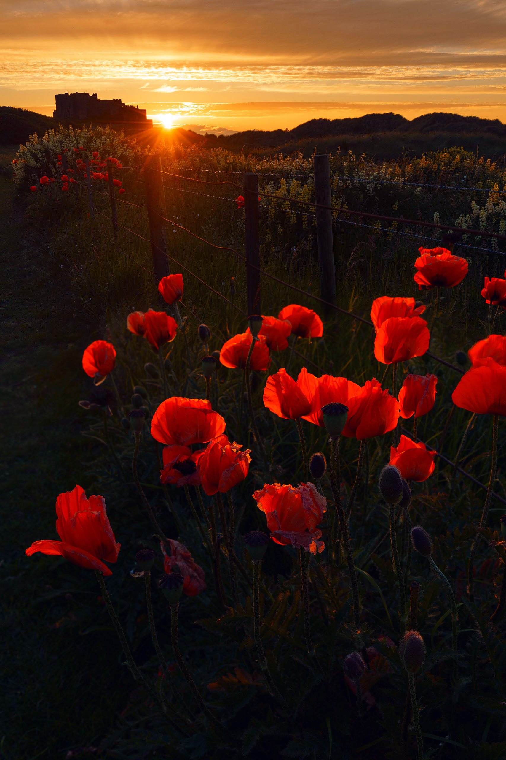 Poppies at Bamburgh Castle