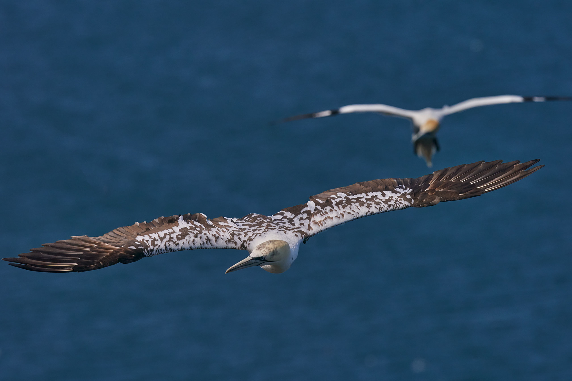 Northern Gannets (Year 3 - A mix of dark and white feathers creates a mottled appearance)