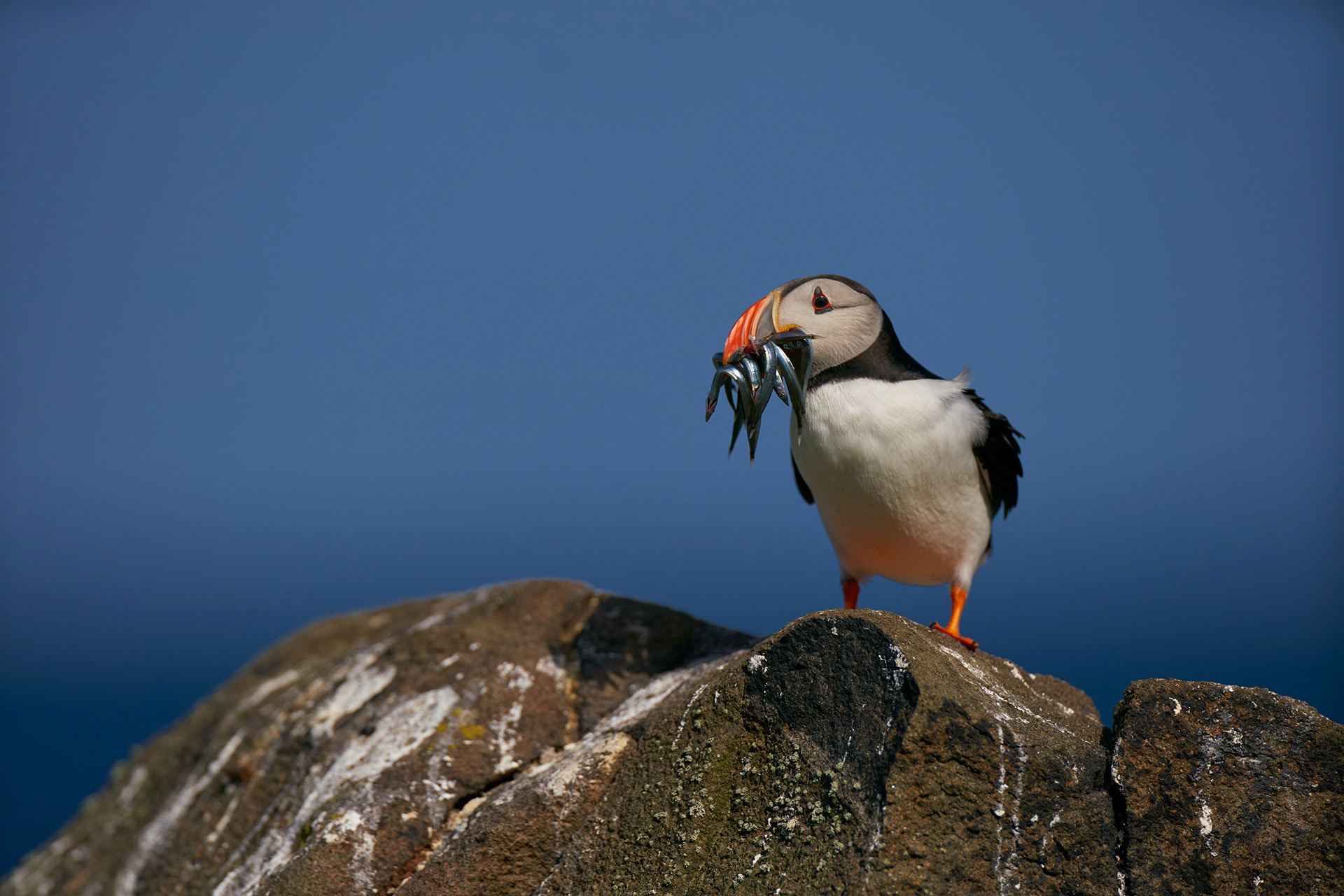 Atlantic Puffin