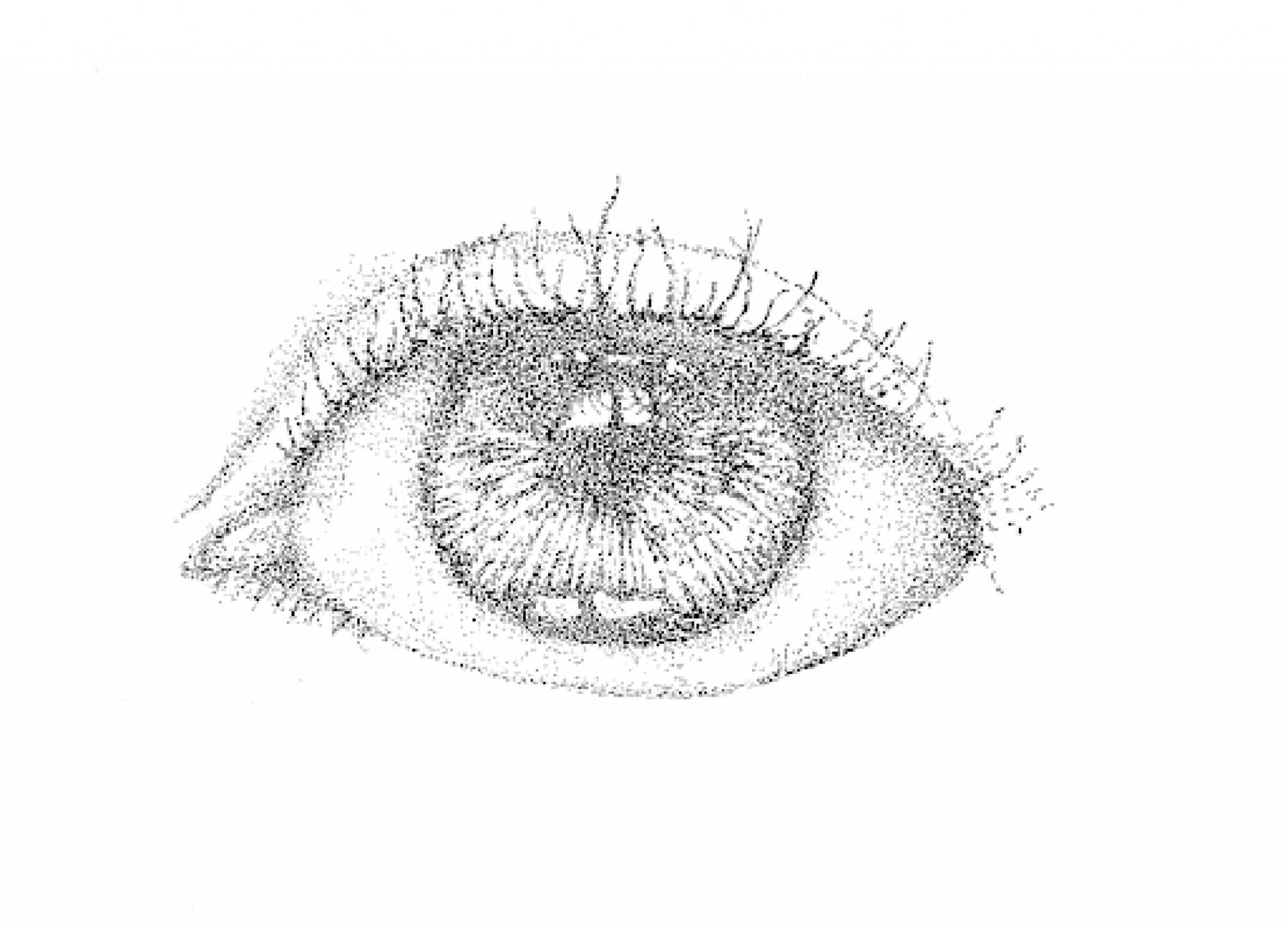Original Stipple Drawing
