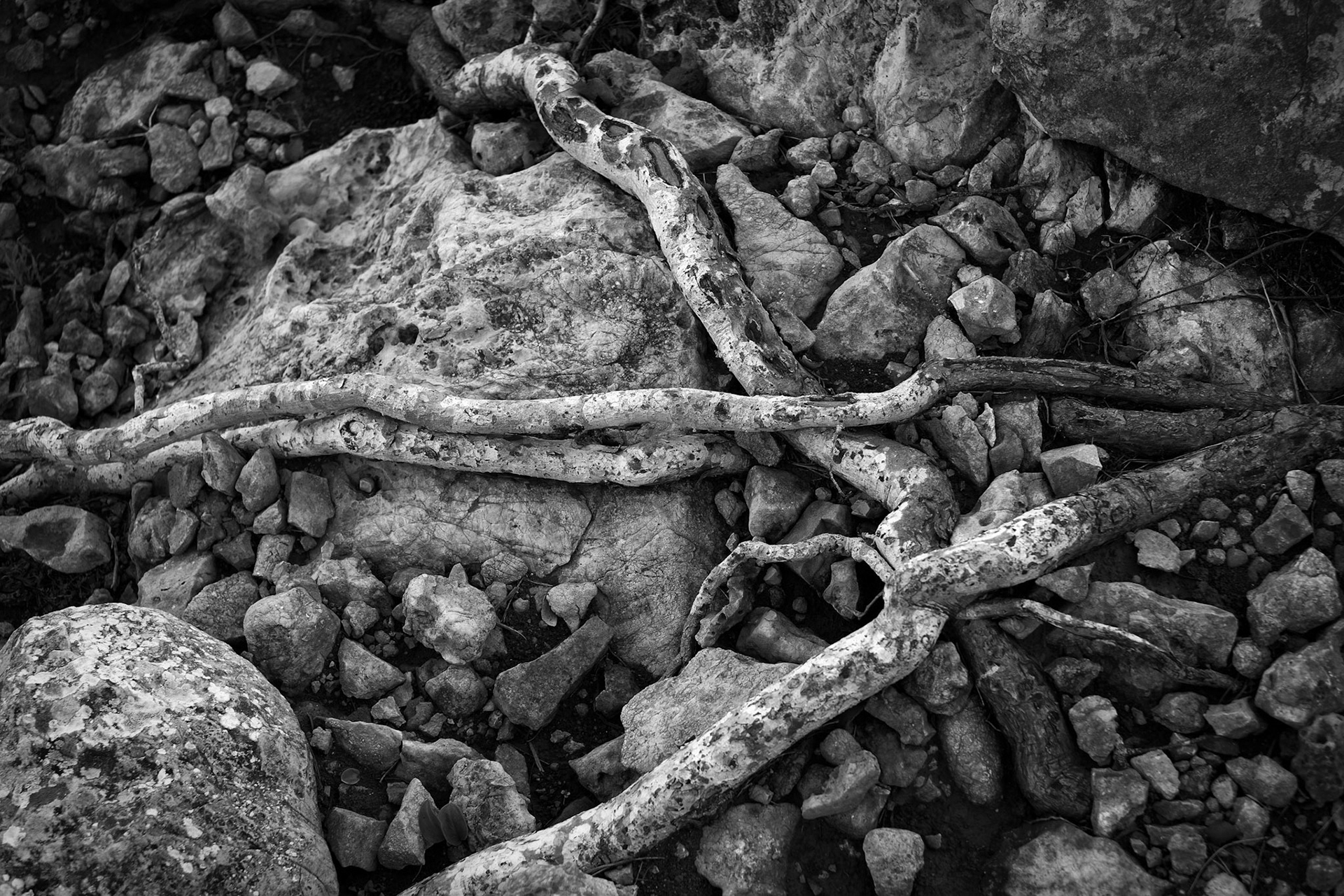 Roots and rocks, Ibiza