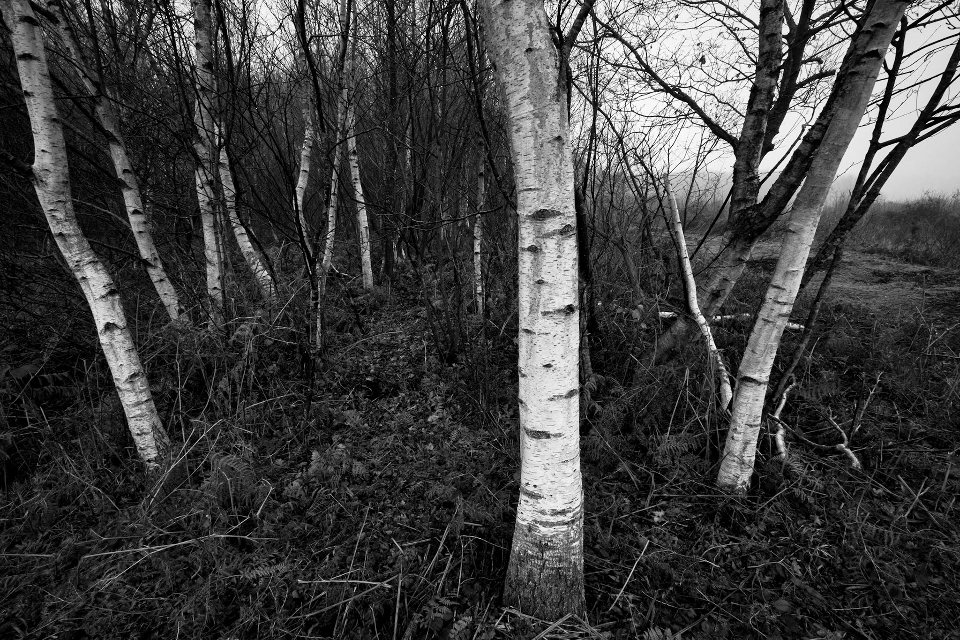 Birch trees