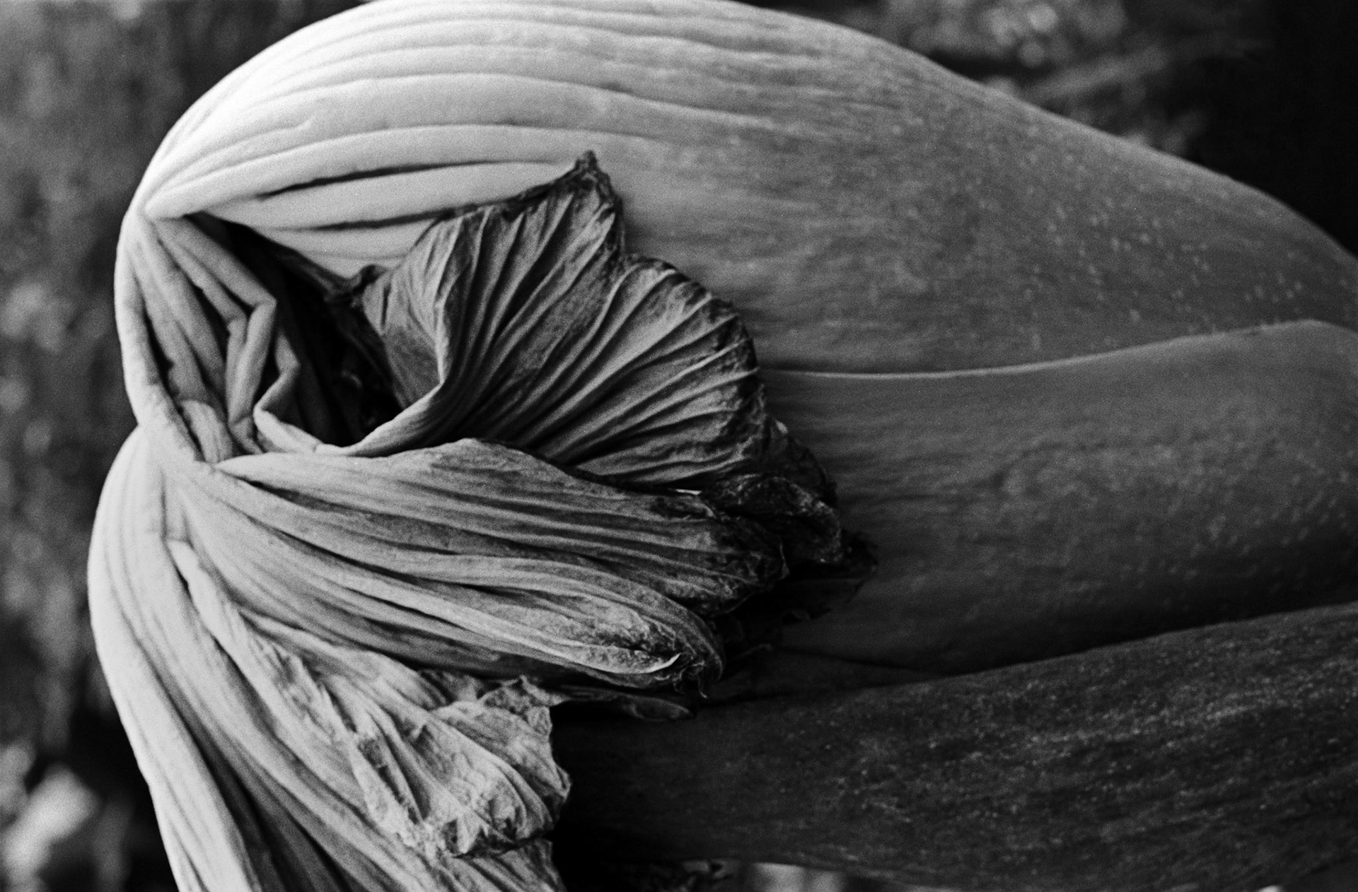 Titan arum, Kew Gardens