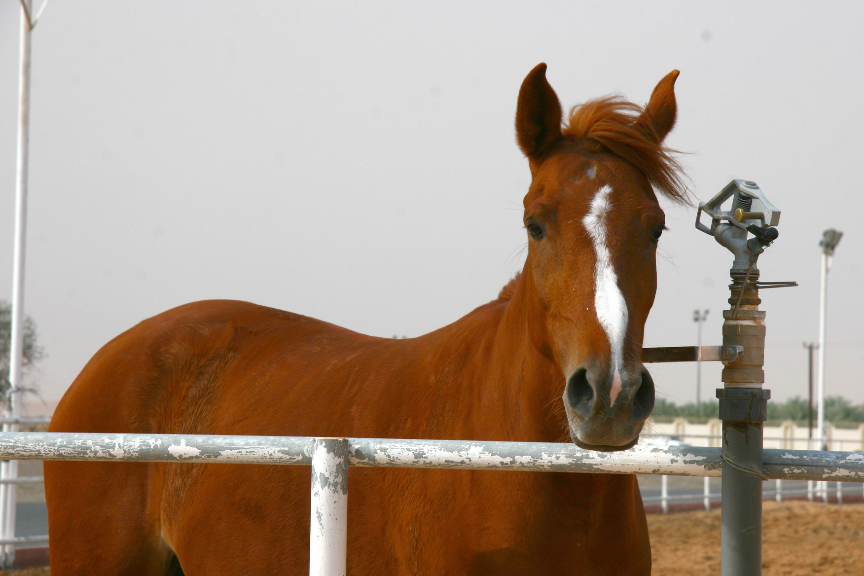 Falaj Al Moala