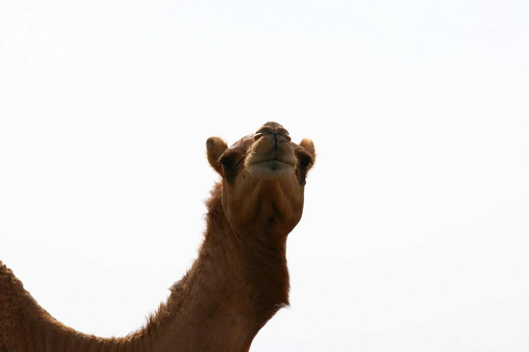 Falaj Al Moala