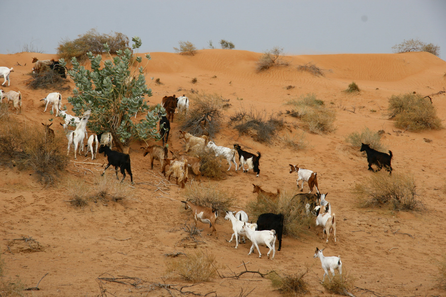 Falaj Al Moala