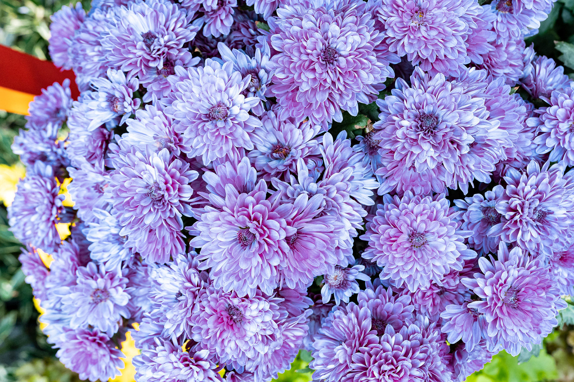 Dahlia Dreams 2021