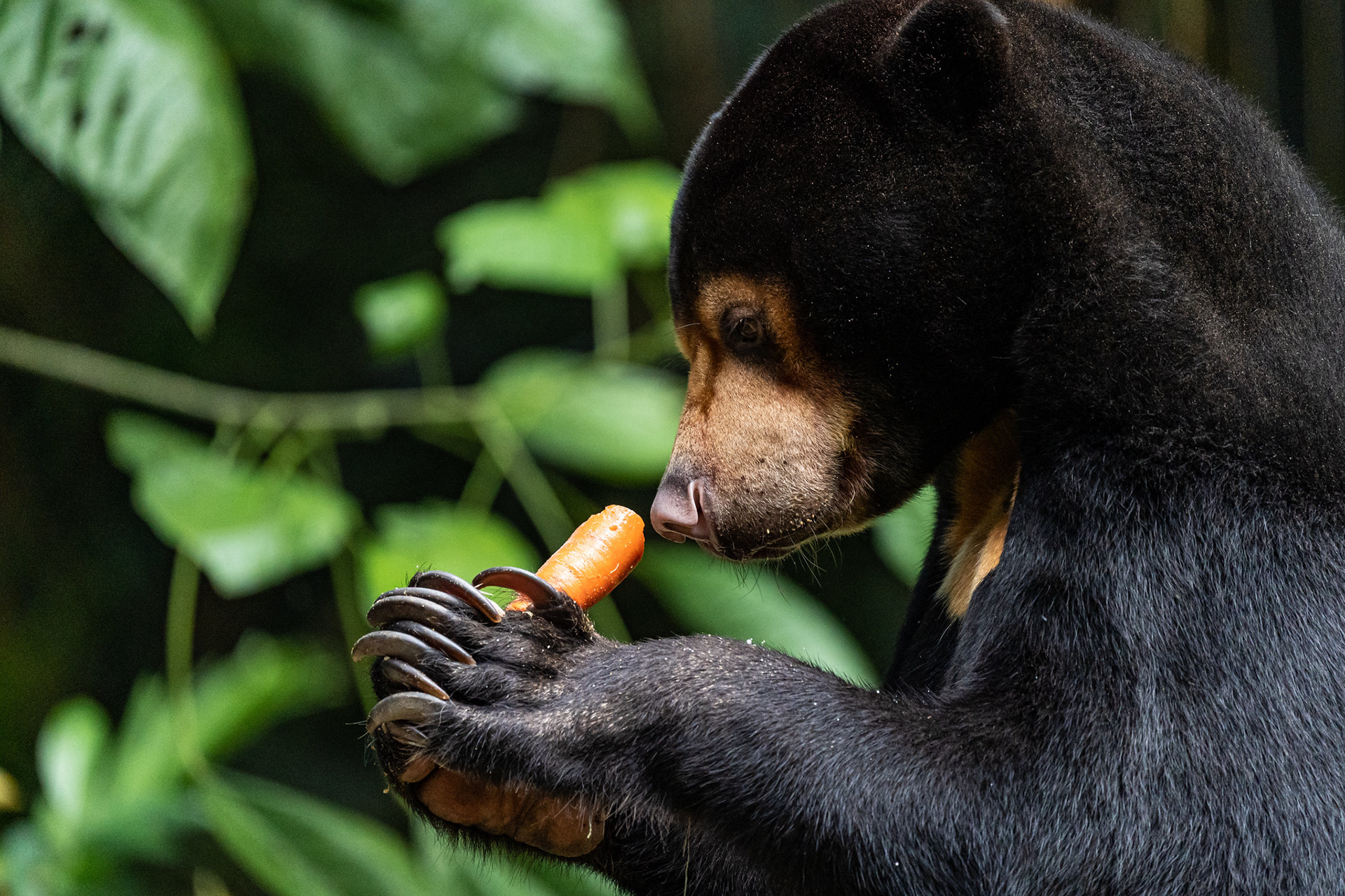 Sun Bear, Singapore Zoo