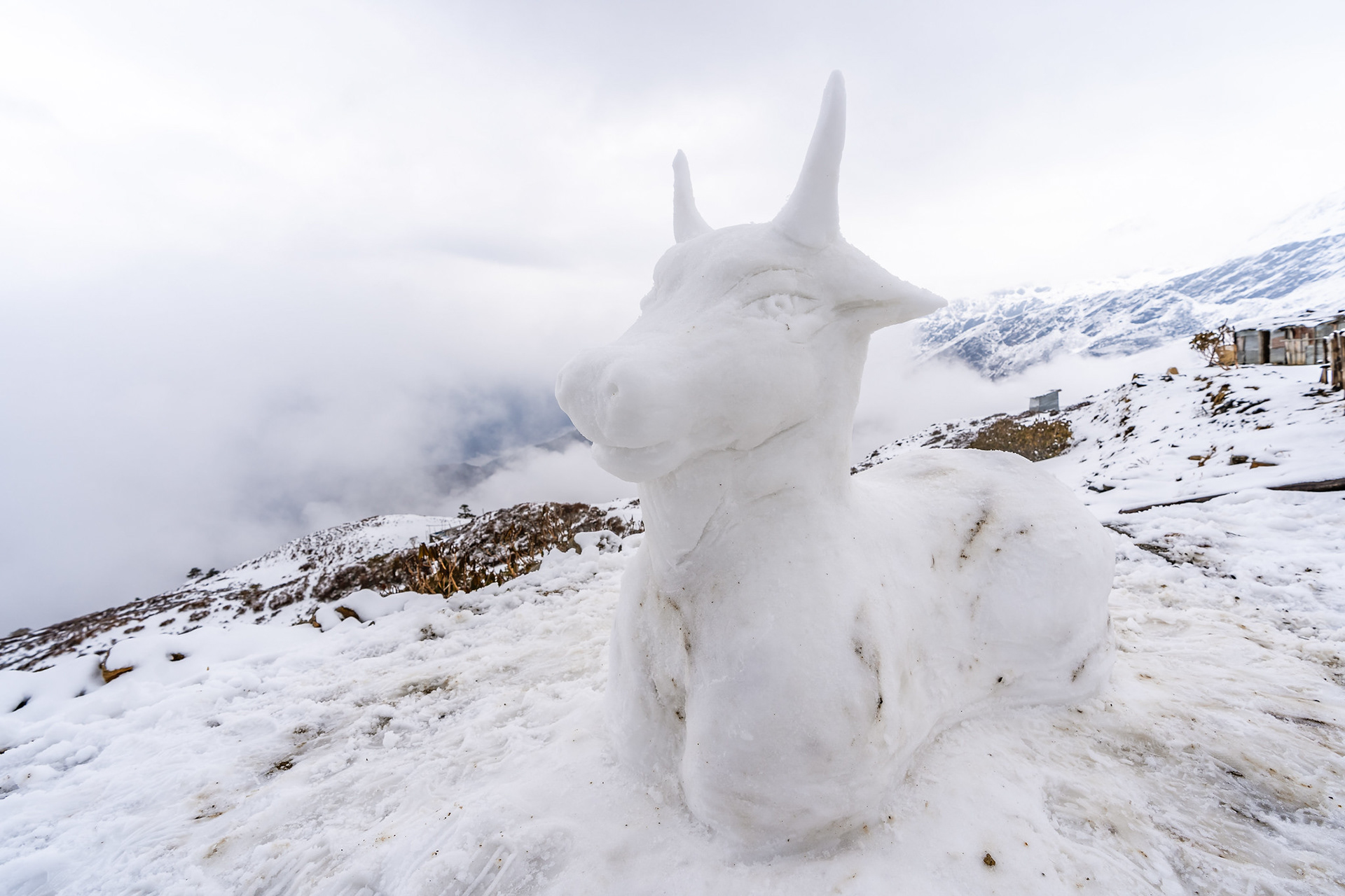 Snow cow.