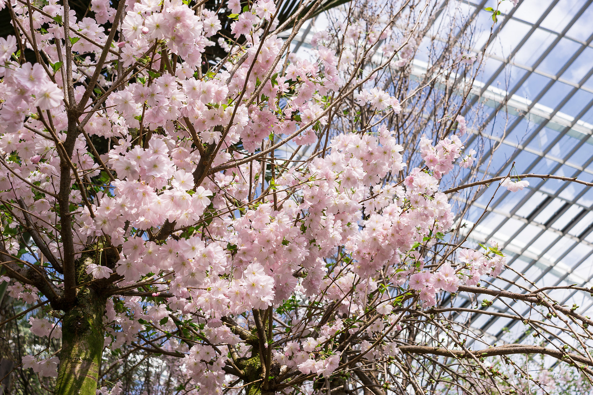 Blossom Bliss 2017