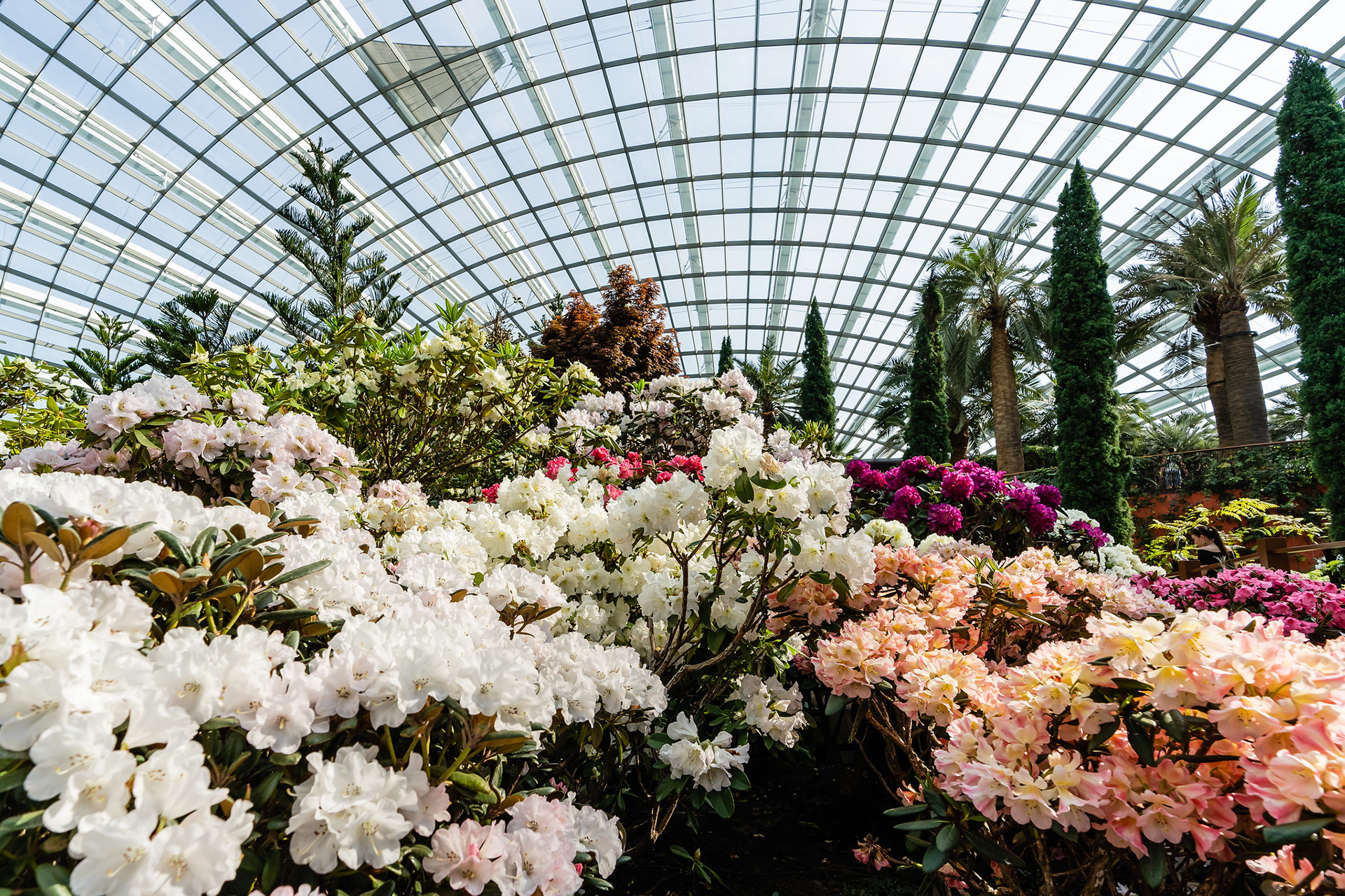 Rhododendron Radiance 2019