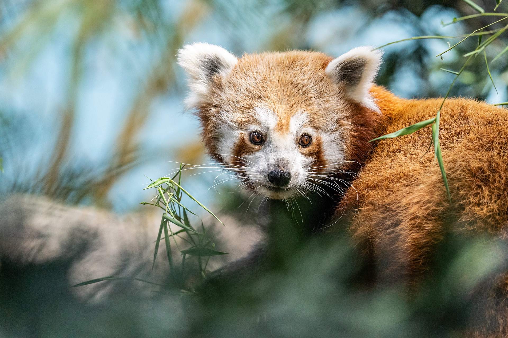 Red Panda, River Safari