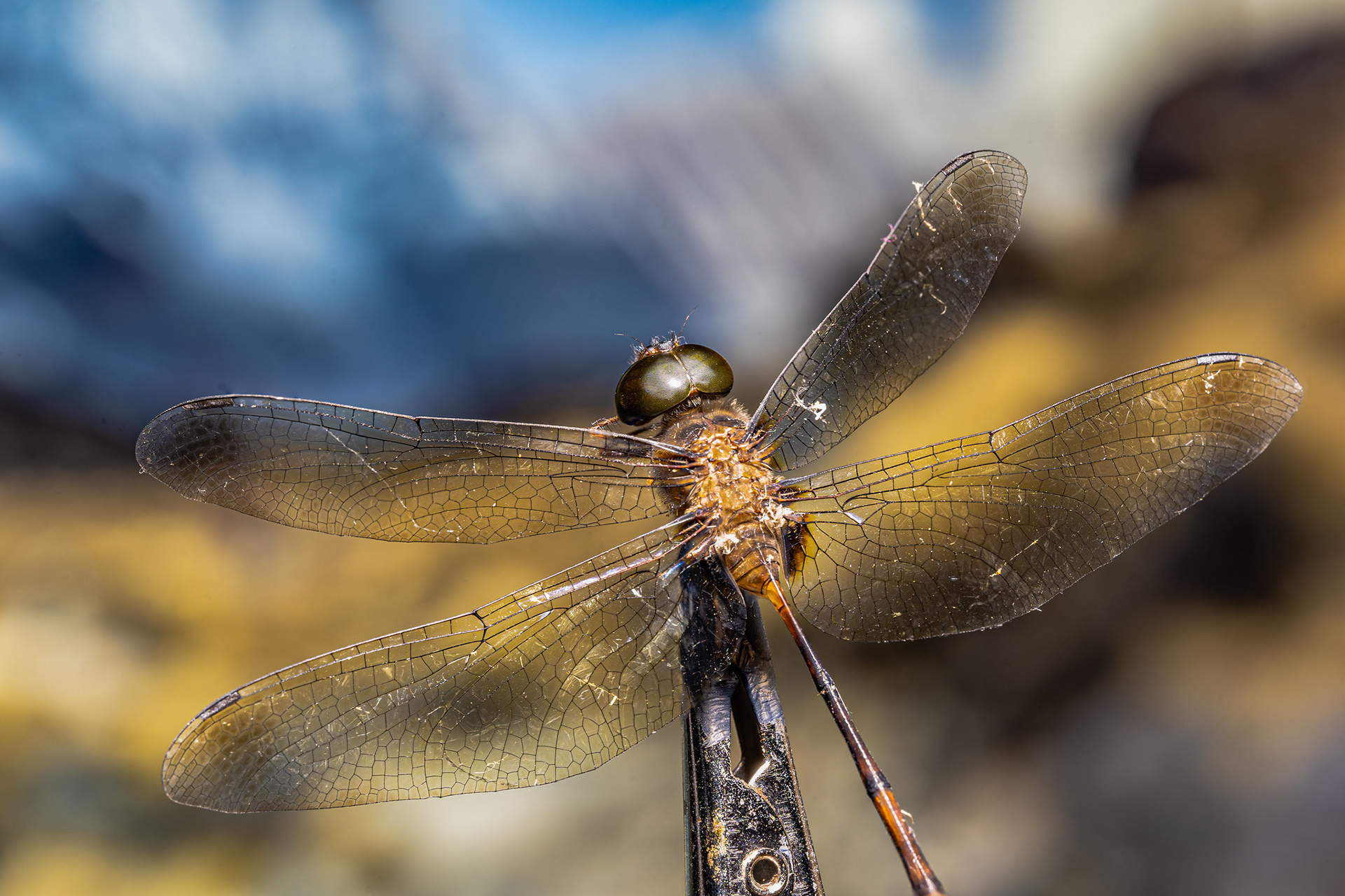 Dragonfly