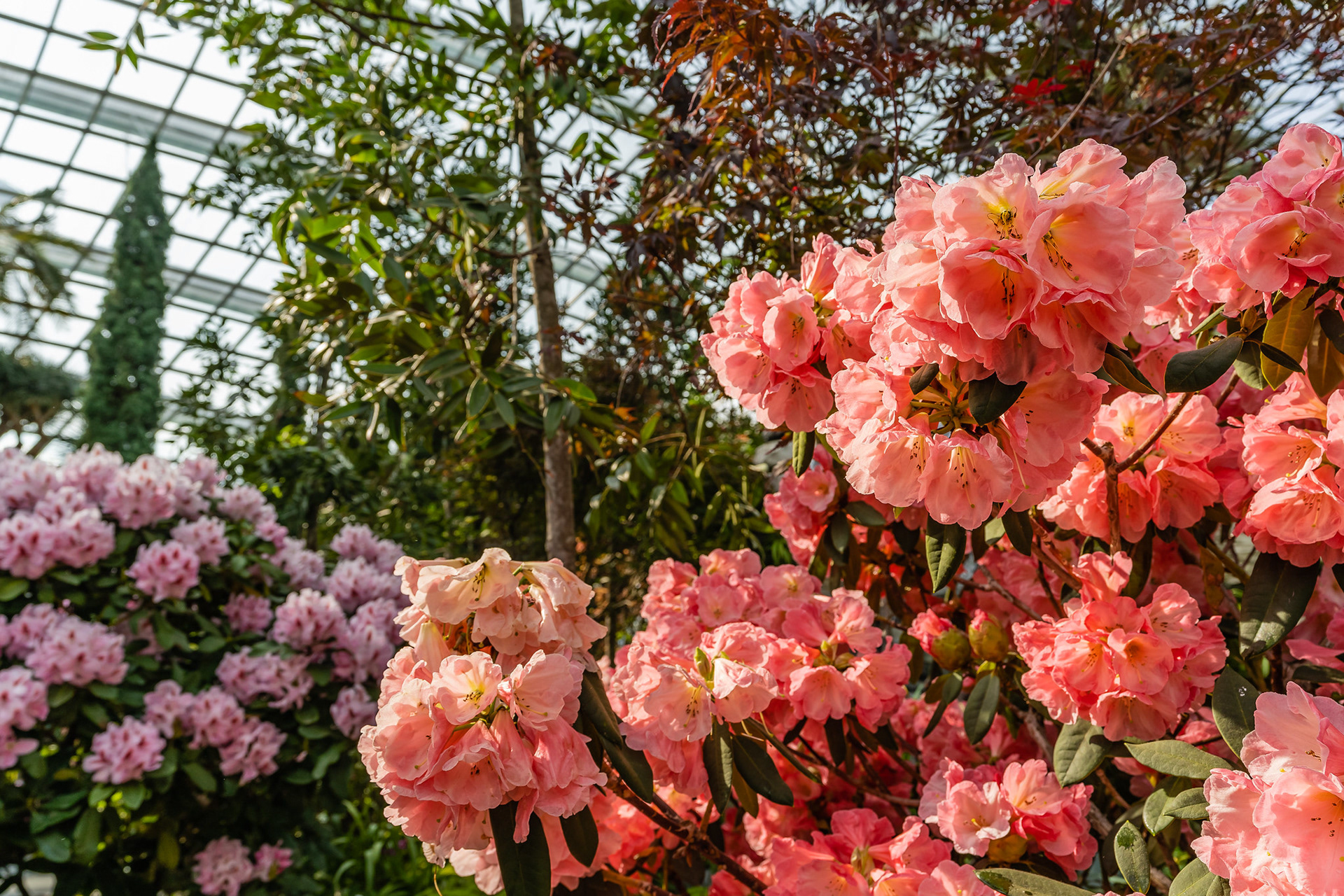 Rhododendron Radiance 2019
